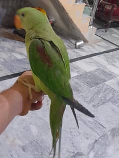 Kasmiri raw parrot for sale