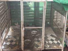 Beautiful Cage and British Angora Rabbits Pair