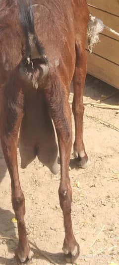 goat for sale