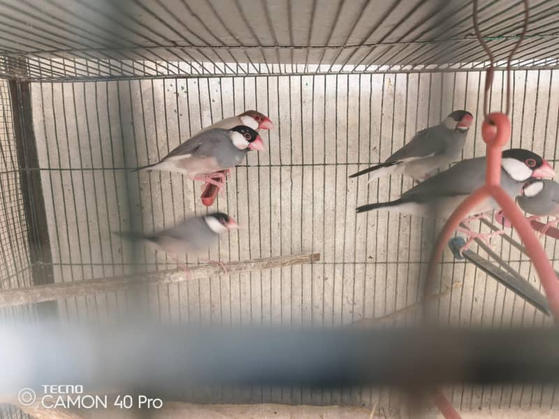 3 pair r Ek patha ha silver java black java chiks r 8 portion cage b h 7