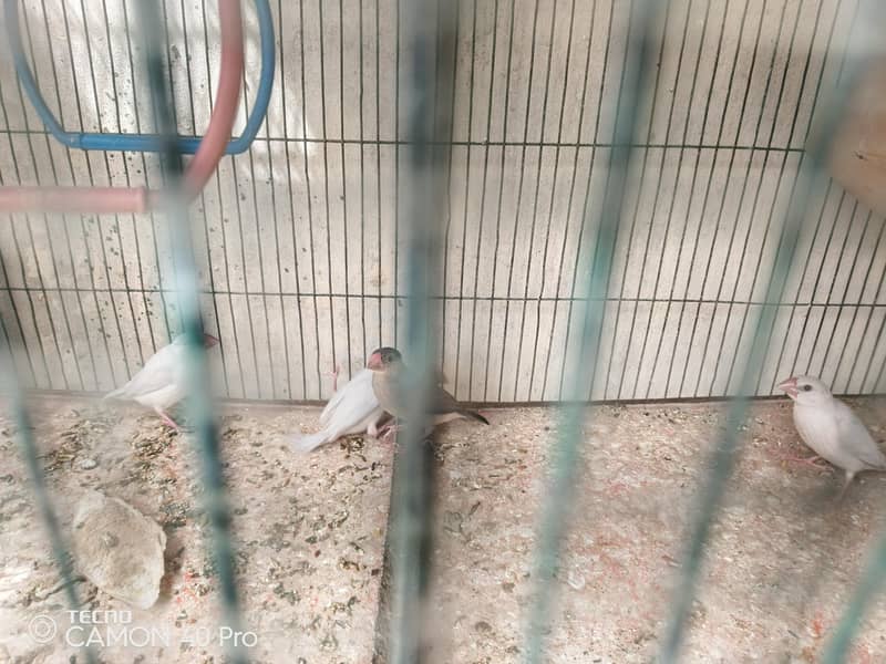 3 pair r Ek patha ha silver java black java chiks r 8 portion cage b h 8