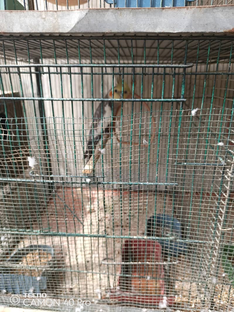 3 pair r Ek patha ha silver java black java chiks r 8 portion cage b h 9