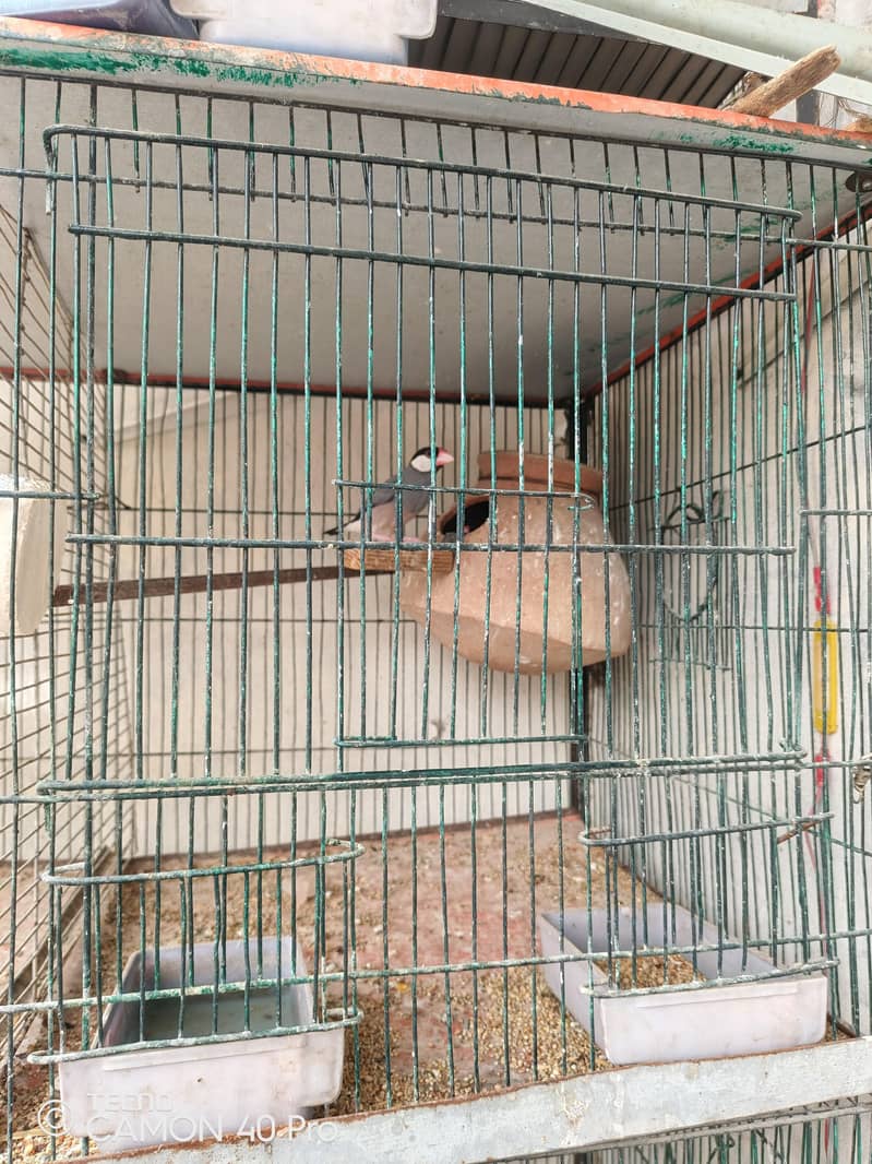 3 pair r Ek patha ha silver java black java chiks r 8 portion cage b h 10