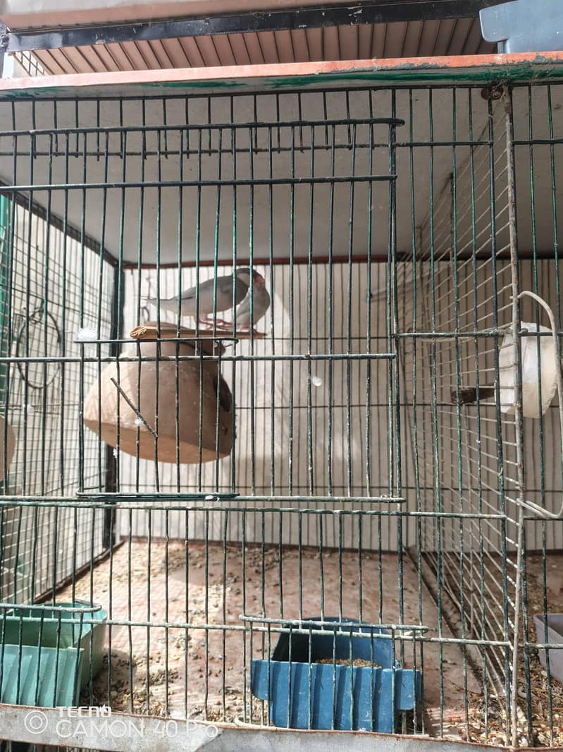 3 pair r Ek patha ha silver java black java chiks r 8 portion cage b h 11