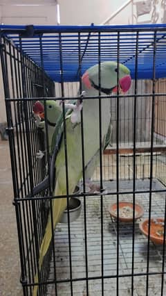 Raw Parrots ( Kashmiri parrots)