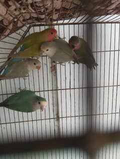 lovebirds blue fisheri  lutino  green fisheri