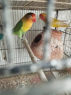 lovebirds