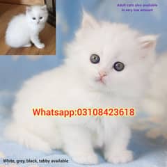 Persian kittens for sale/Persian cat for sale/white Persian kitten's