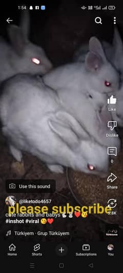 rabbit