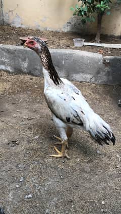 SHAMO Female for sale