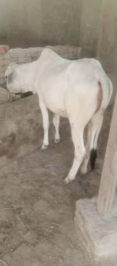 Beautiful white bachiya