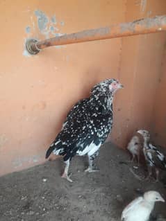 hen with 2 chicks 03340446555 whtsapp