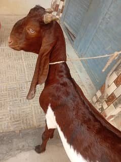 Kamori Bakra 2026(03122741593)