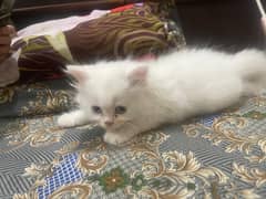 urgent sell Persian kittens