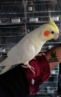 Hand tame cocktail