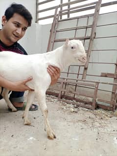 Tedda Breeder Kid Pure Bloodline Of Sultan