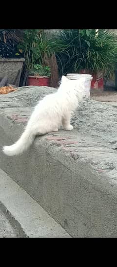 parsian kitten age 3 month