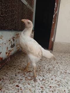 heera