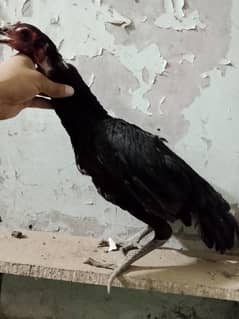 Aseel Thai black