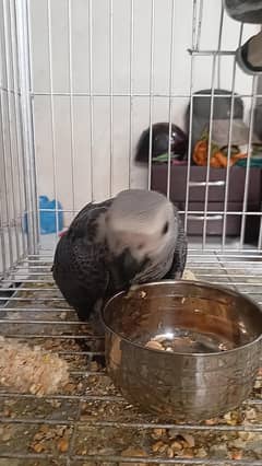 grey parrot chick self