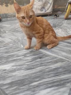 orange cat  Very beautiful