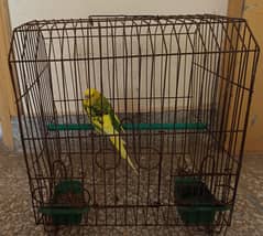 Budgie Parrot with cage