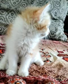 Persian kitten for sale