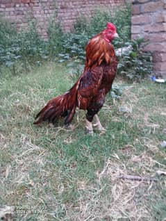 Peela Breeder