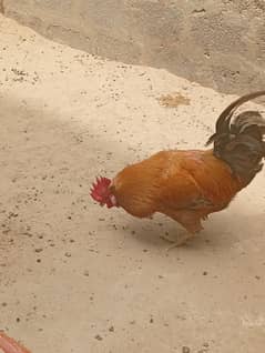 golden misri male and female pair  for sale