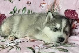 Siberian husky Puppies / Wooly Coat / Blue Eyes Siberian husky Puppy