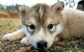 Siberian