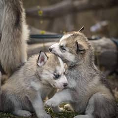 Siberian husky Puppies / Wooly Coat / Blue Eyes Siberian husky Puppy