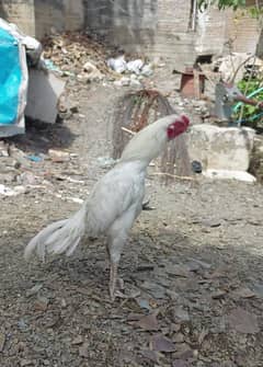 heera