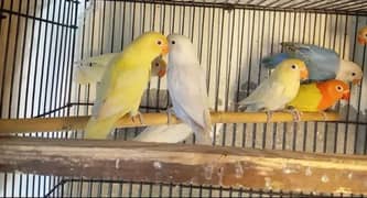 love you parblue opaline split done fellow breeder mail