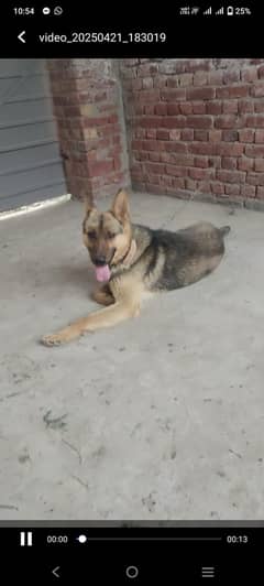 pure bagyari male dog , fully security trained