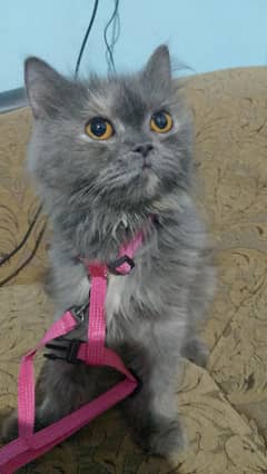 female cat friendly and train