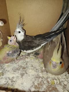 confirm breeding here for sale with two chick