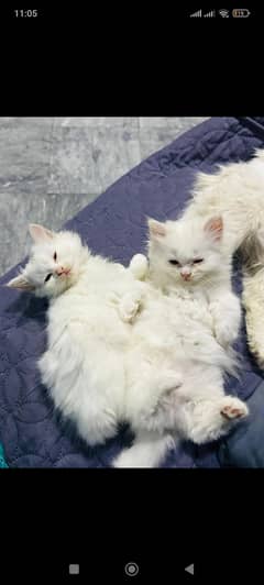 triple coated white Persian kitten for sale