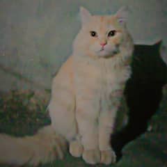 Male Cat for sale
