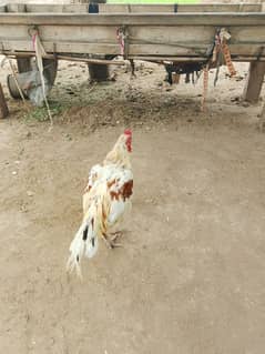 beautiful hen