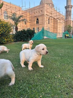 Labrador puppy