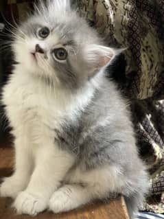 PERSIAN TRIPLE COAT KITTEN / CAT
