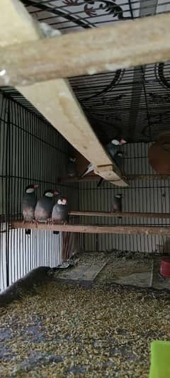 Jawa gray finch