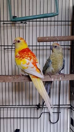 Rumped pairs and ringneck female