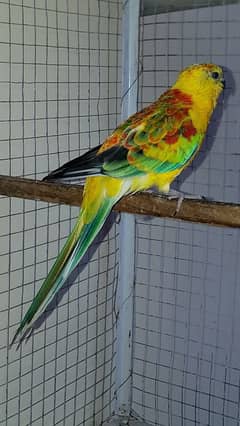 Rumped pairs and ringneck female