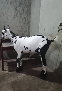 Burberry goat for sale