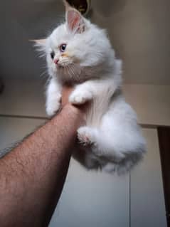 Persian Kittens - aged 4 Months.