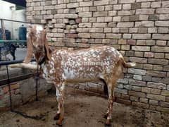 gaban bakri