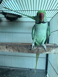 Raw parrot