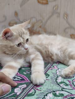 cat for sale